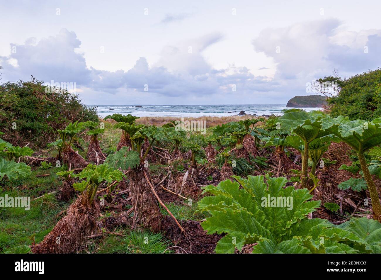 Incredibile foglia di nalca da chiloe Foto Stock