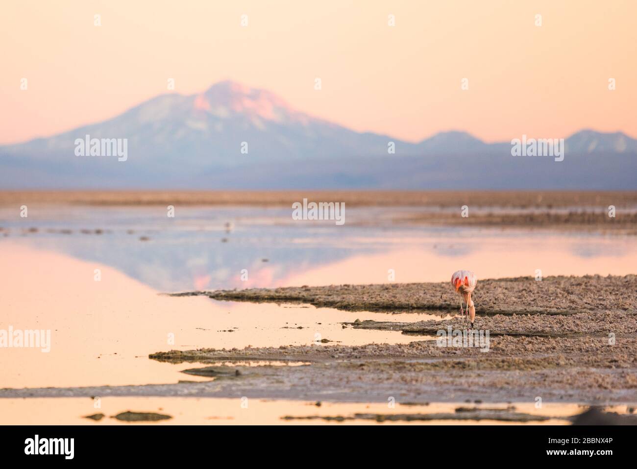 flamingo nel nord del cile, san pedro de atacama Foto Stock