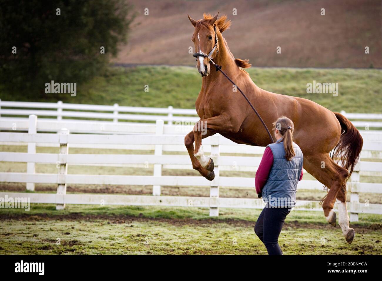 Giovane Donna che cammina con il suo salto cavallo marrone in un paddock. Foto Stock
