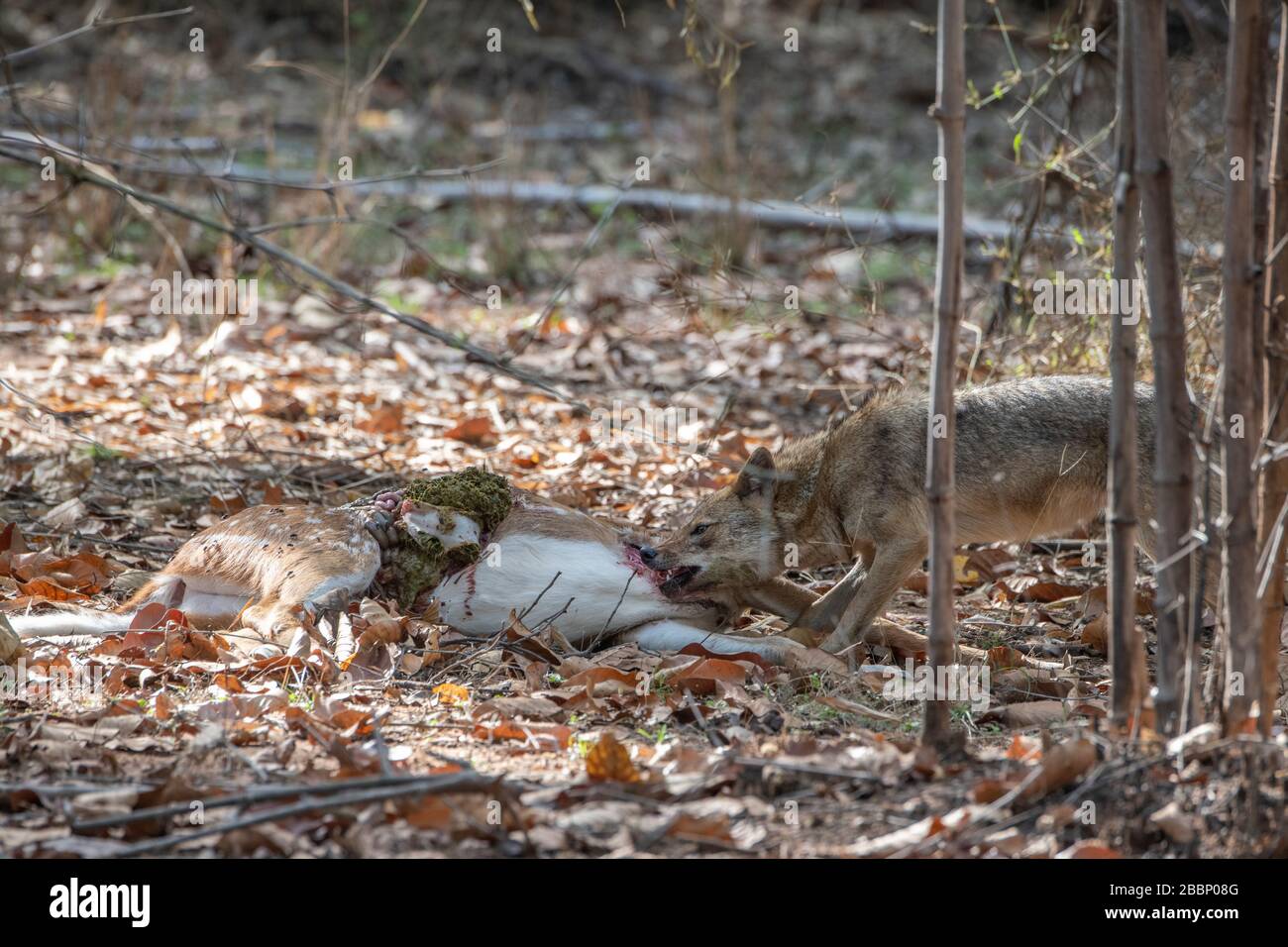 India, Madhya Pradesh, Parco Nazionale di Bandhavgarh. Jack d'oro (SELVAGGIO: Canis aureus) scavare su Chital aka cervo spottato (asse asse) uccidere. Foto Stock