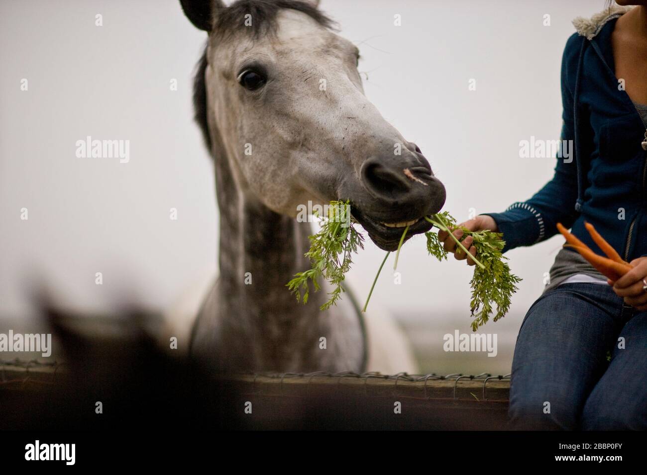 Il cavallo bianco che è alimentato carote succose da esso è proprietario. Foto Stock