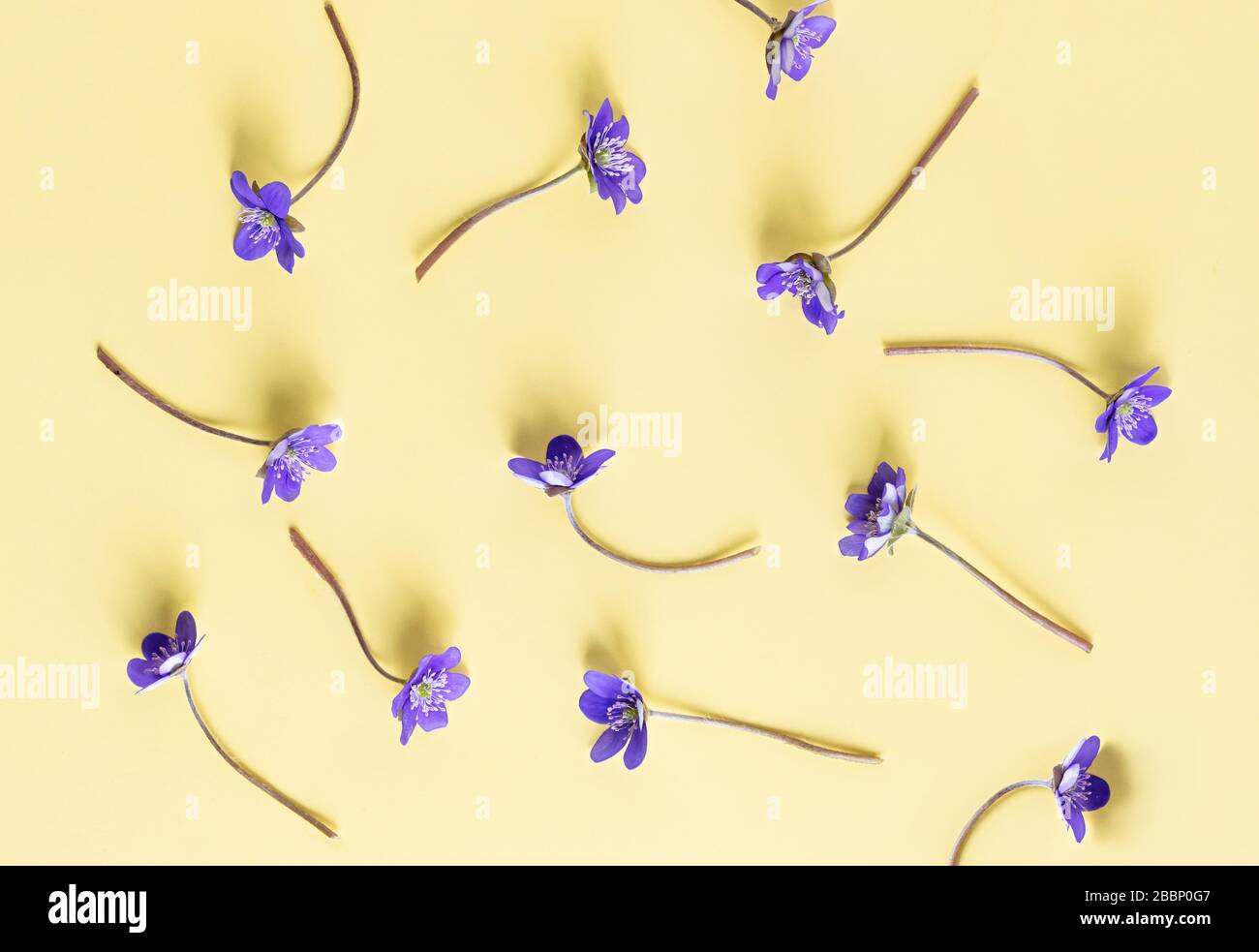 Composizione floreale. Modello di fiori primaverili su sfondo giallo. Pasqua, primavera, concetto estivo. Disposizione piatta, vista dall'alto. Foto Stock