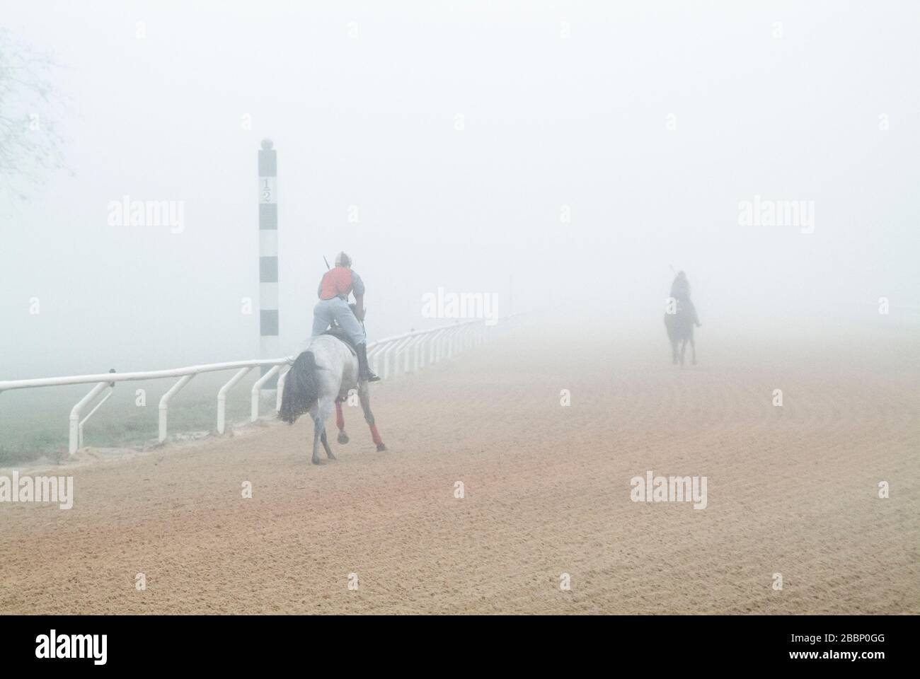 Esercizio piloti lavoro Thoroughbred razza cavallo prospettive nella nebbia di prima mattina. Foto Stock