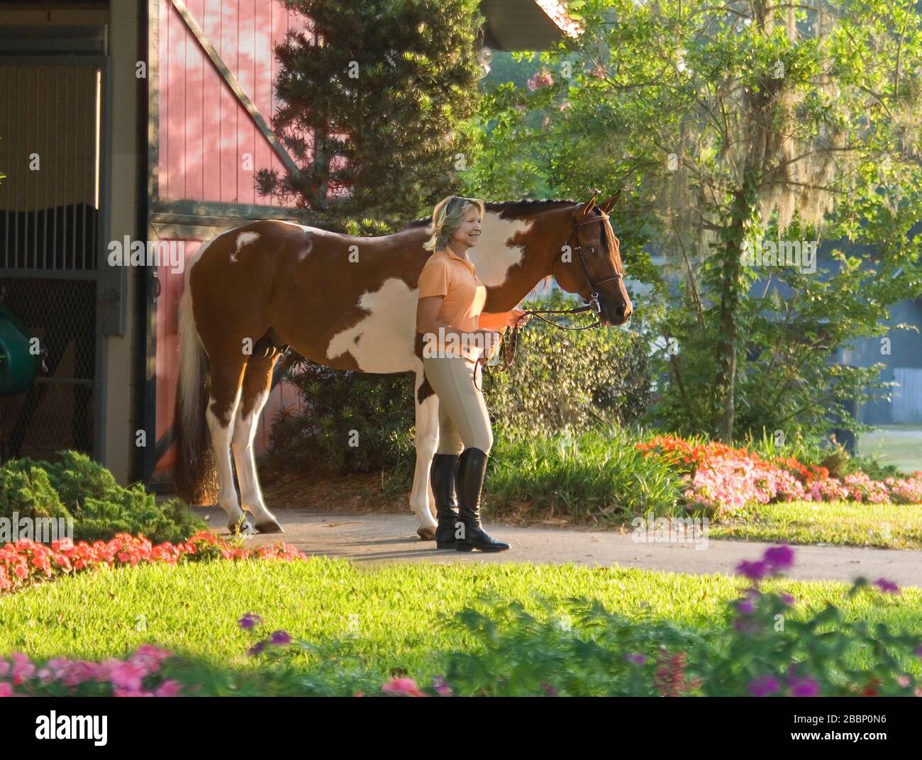 Donna equestre si erge con bella American Paint Horse da fienile rustico Foto Stock