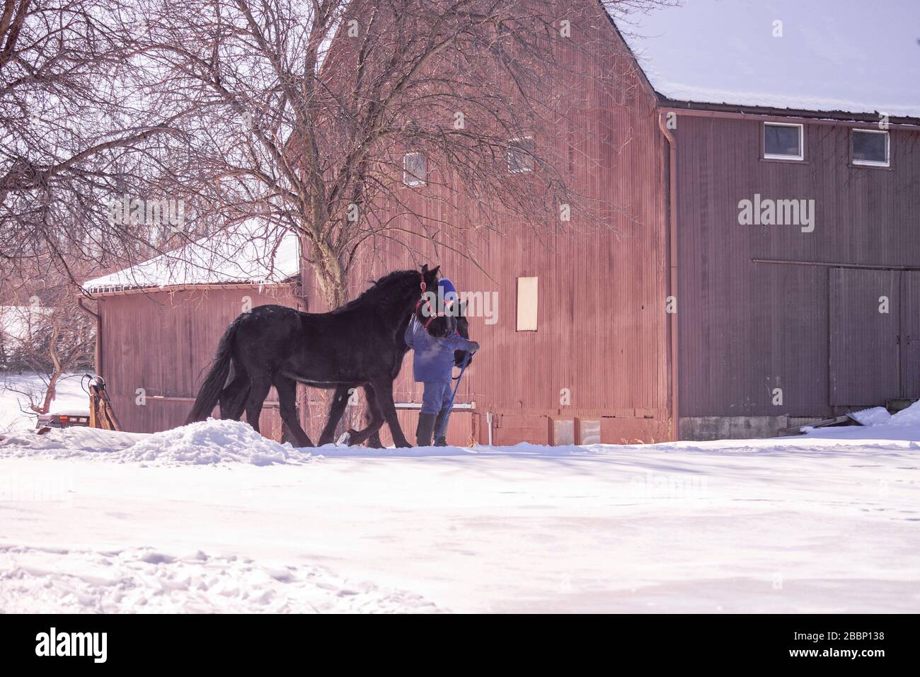 Uomo che conduce un paio di cavalli friesiani dal fienile in pascolo nevoso Foto Stock