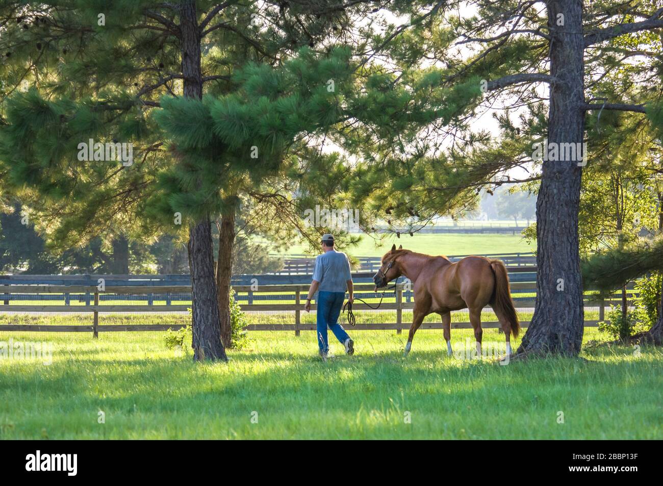 Uomo Leading Quarter Horse attraverso il paddock Pine Treed Foto Stock