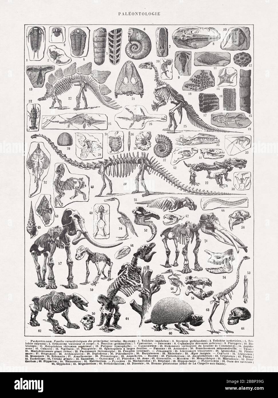 Vecchia illustrazione degli scheletri in paleontologia stampata alla fine del 19th secolo. Foto Stock