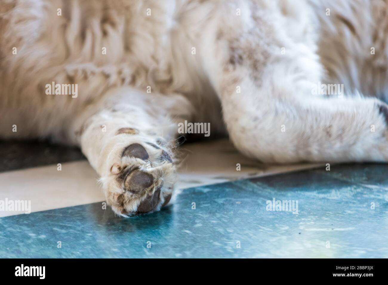 Primo piano Paw di un magnifico Masctiff tibetano purebred. Fuoco selettivo Foto Stock