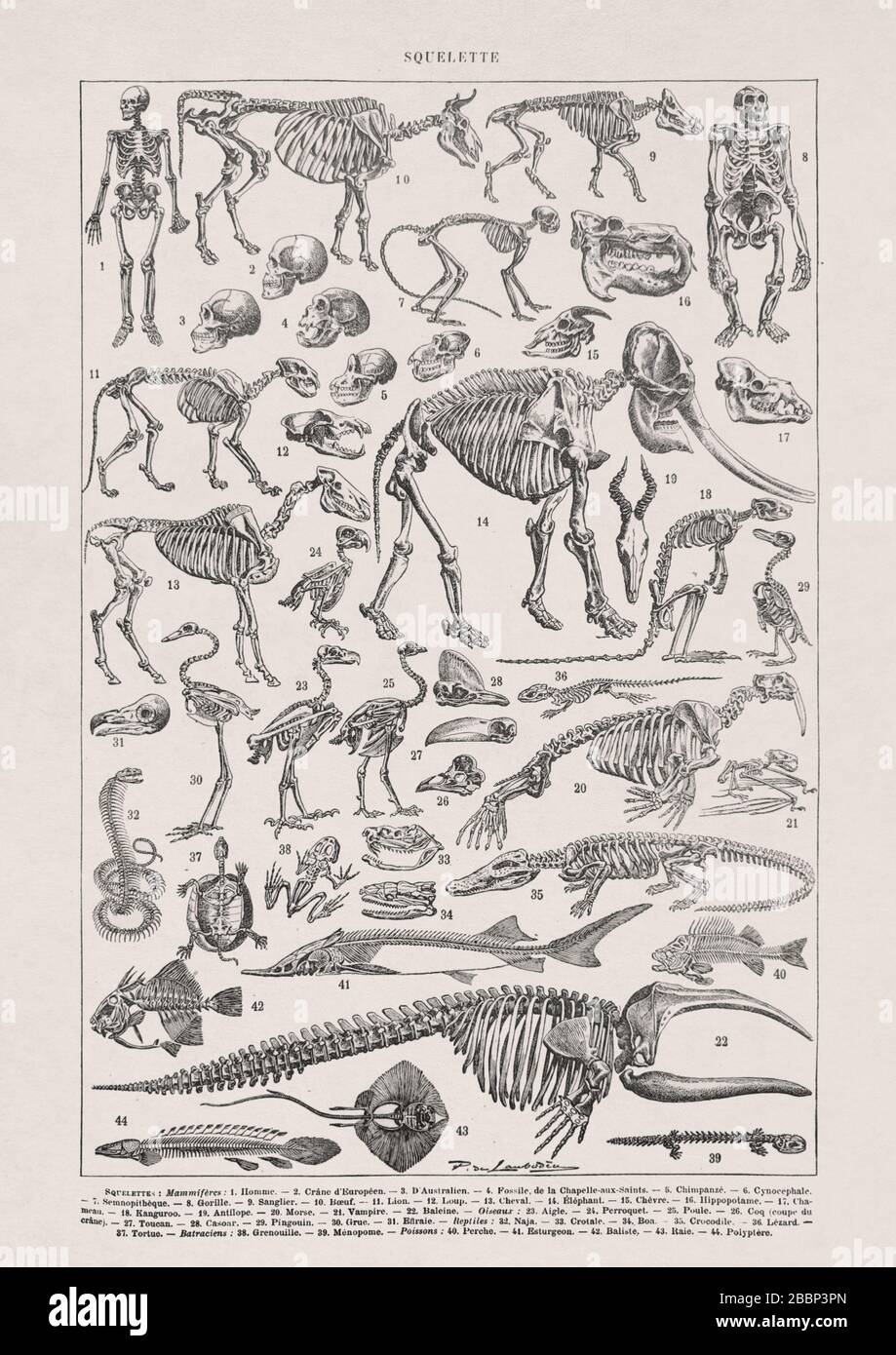 Vecchia illustrazione degli scheletri di Paul de Laubadère stampato alla fine del 19th secolo. Foto Stock