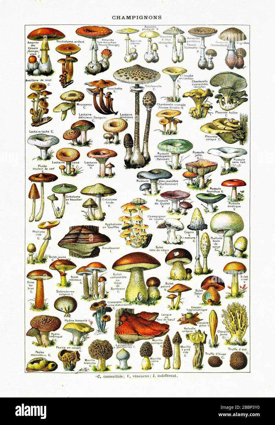 Vecchia illustrazione sui funghi di Adolphe Philippe Millot stampato alla fine del 19th secolo. Foto Stock