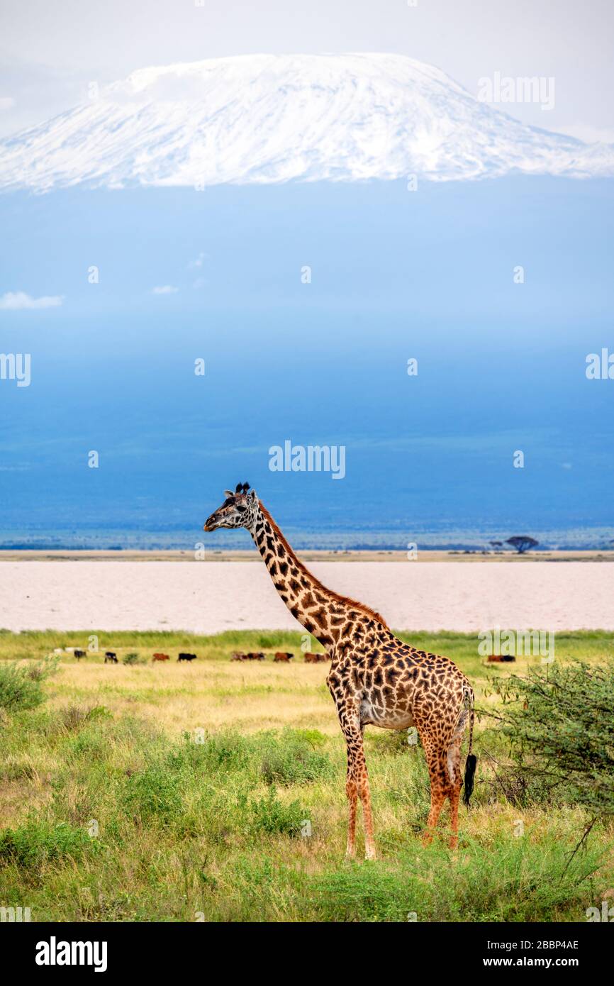Masai giraffe (Giraffa camelopardalis tippelskirchii) con il Monte Kilimanjaro dietro, Parco Nazionale Amboseli, Kenya, Africa Foto Stock