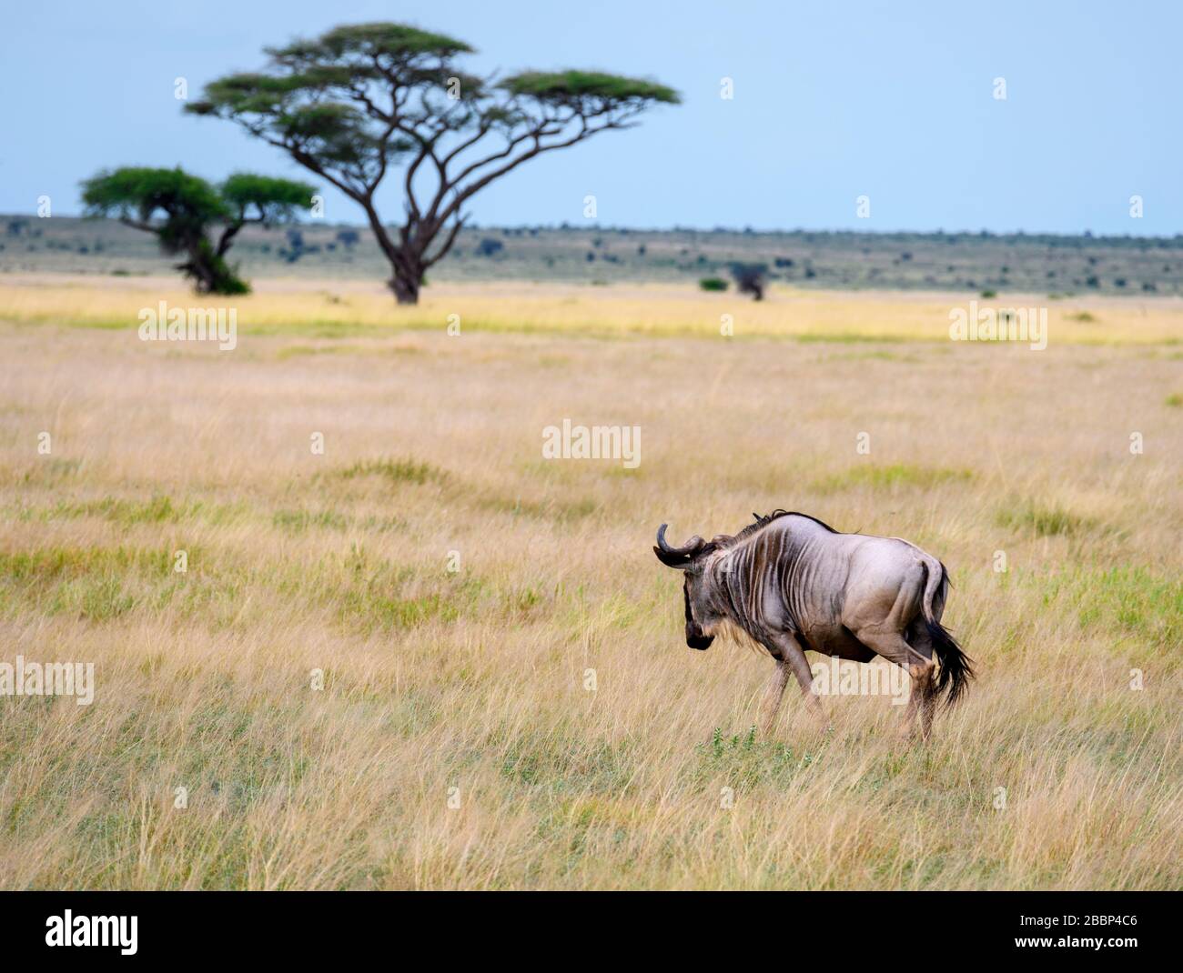 Blue Hotel (Connochaetes taurinus), Parco Nazionale di Amboseli, Kenya, Africa Foto Stock