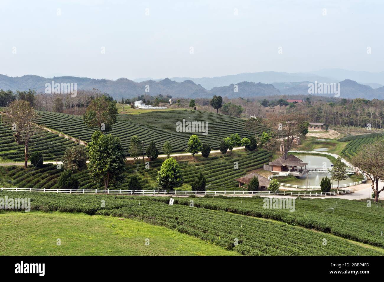 Bellissimo scenario alla Choui Fong Tea Plantation, Mae Chan, Thailandia del Nord, Asia Foto Stock