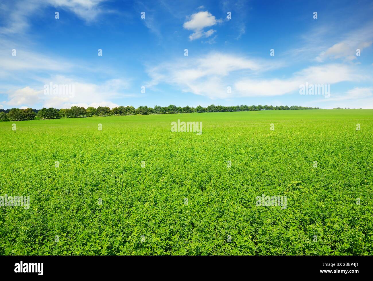 Fresco campo di trifoglio della molla e cielo blu Foto Stock