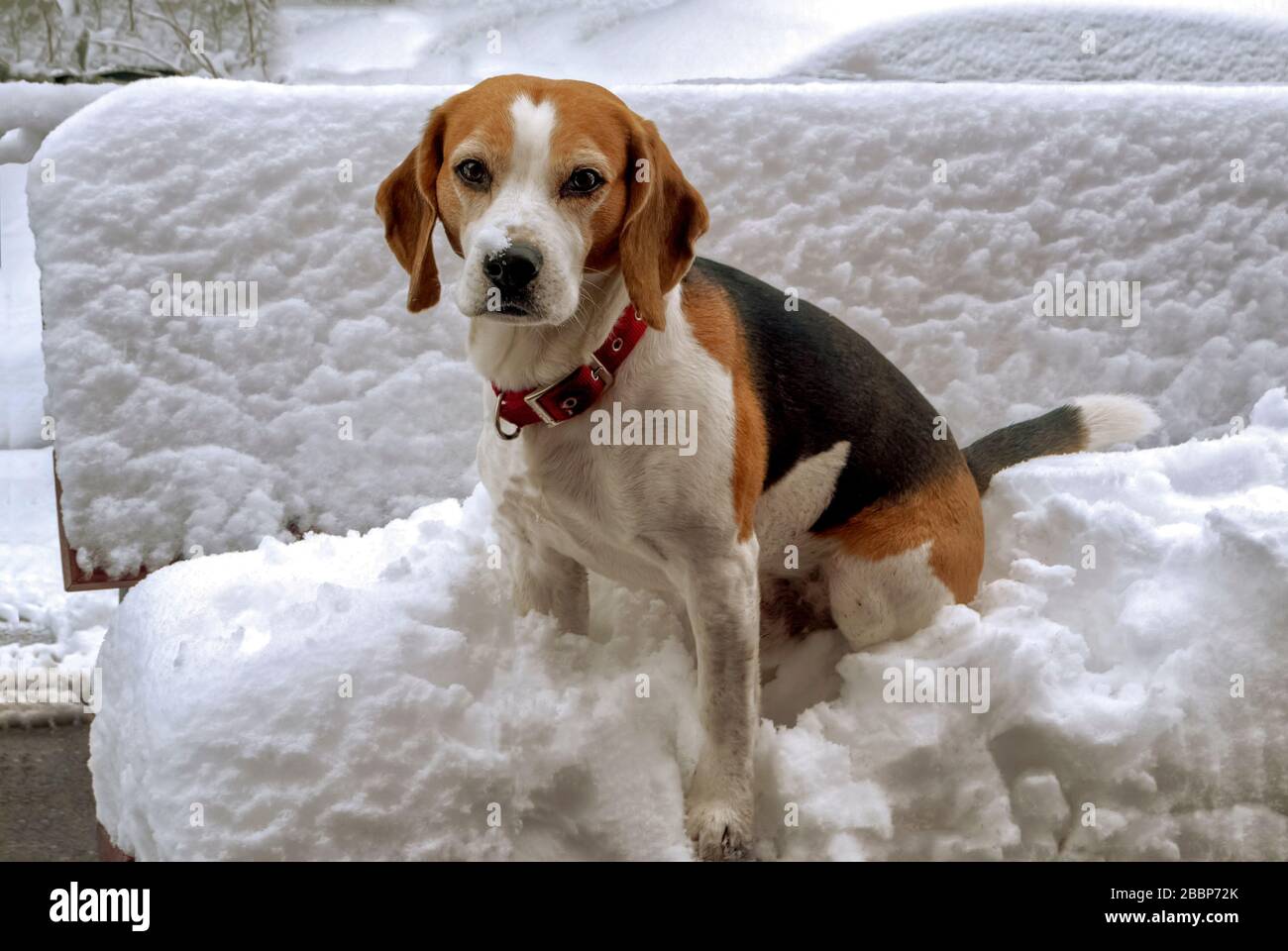 Cane Beagle nella neve; Foto Stock
