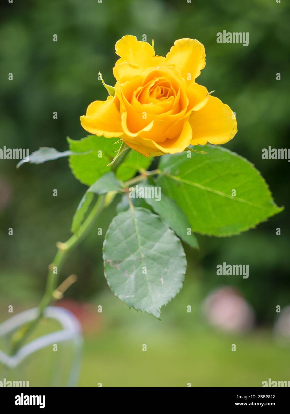 Vista ravvicinata di una T Rose ibrida gialla Foto Stock