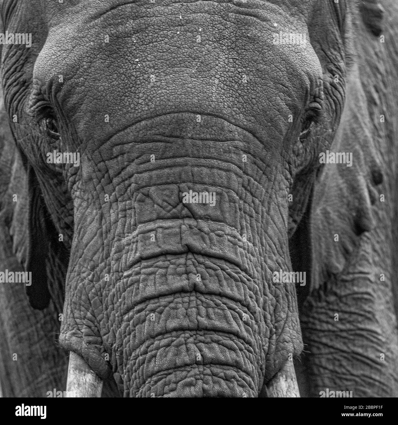 Contatto visivo - la testa di un grande elefante di toro nel Parco Nazionale di Aberdare, in Kenya Foto Stock