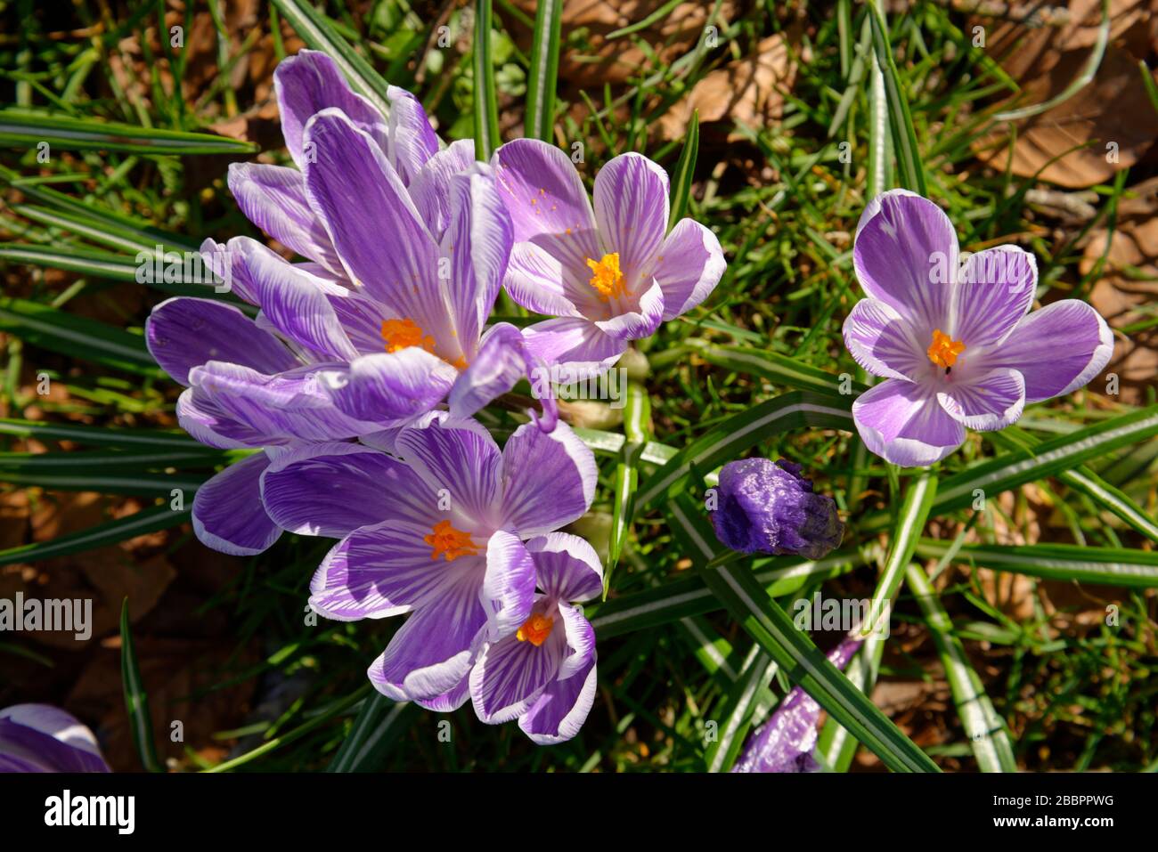 Crocus fiore in primavera Foto Stock