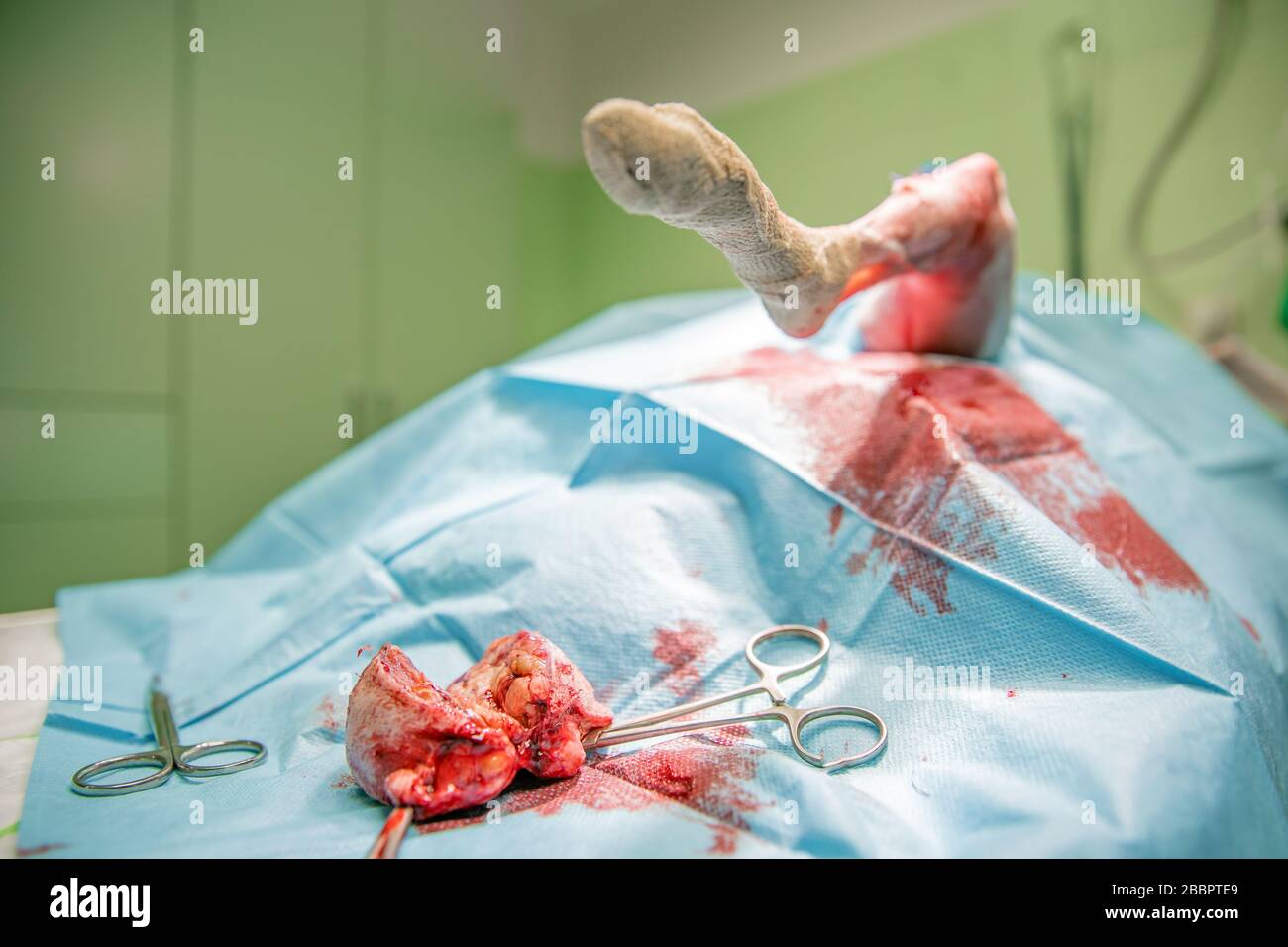 rimozione del tumore benigno sulla zampa del cane mediante intervento chirurgico Foto Stock