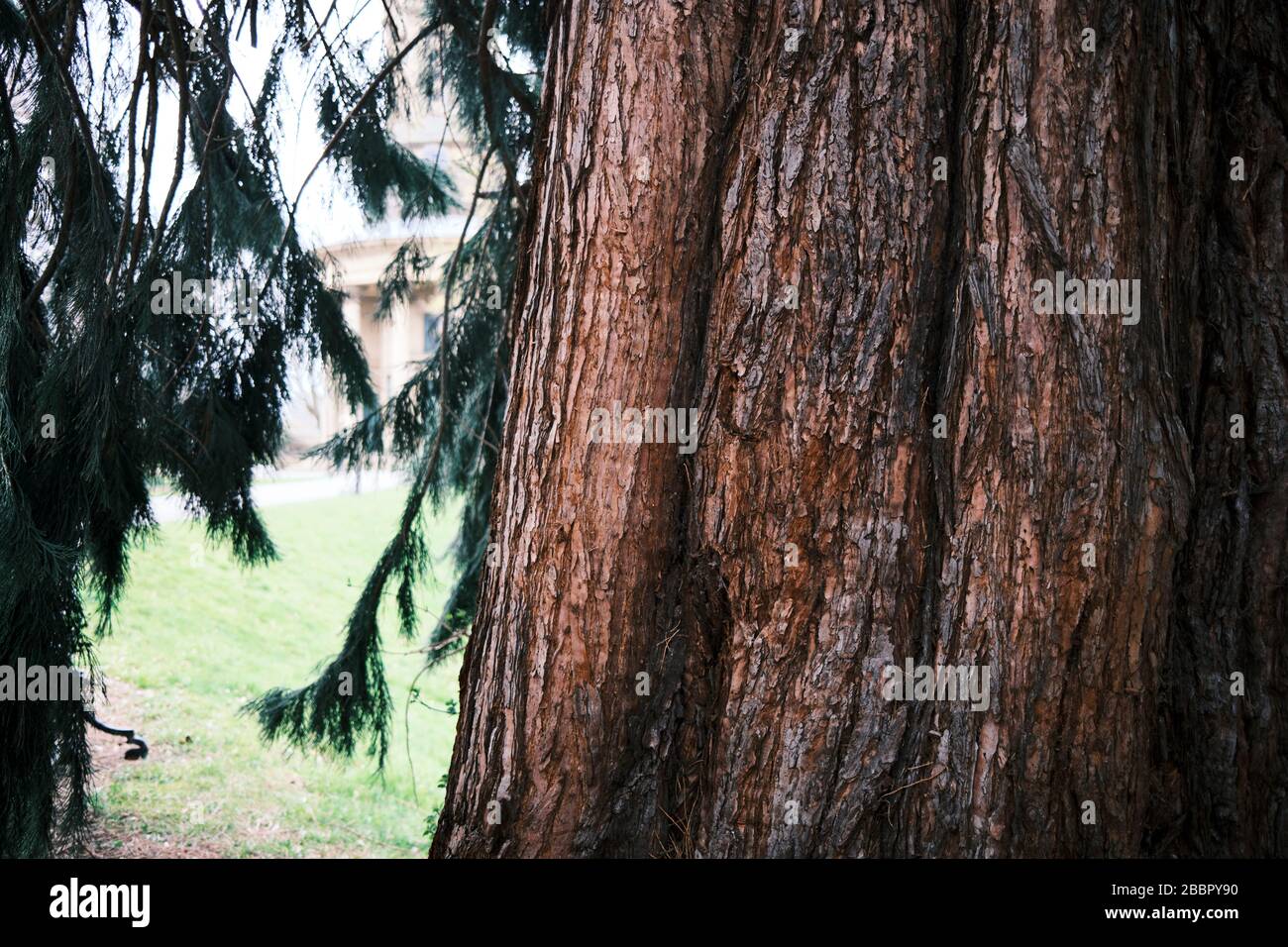 Una corteccia rossa ruvida di sequoia con rami e parco sullo sfondo a Saltaire, West Yorkshire. Foto Stock