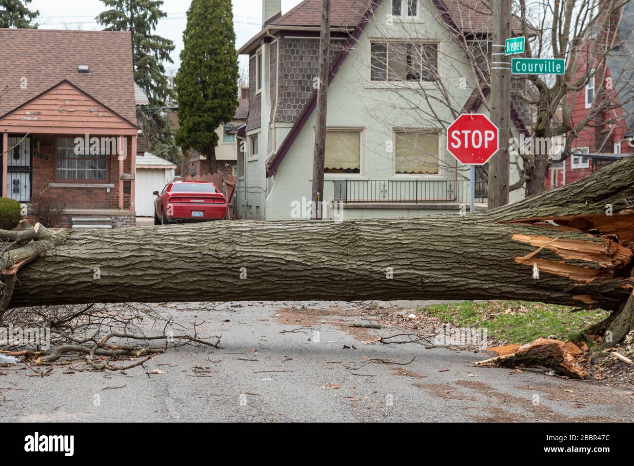 Detroit, Michigan - un grande albero che è caduto durante una tempesta blocca Bremen Street nel quartiere Morningside. Foto Stock
