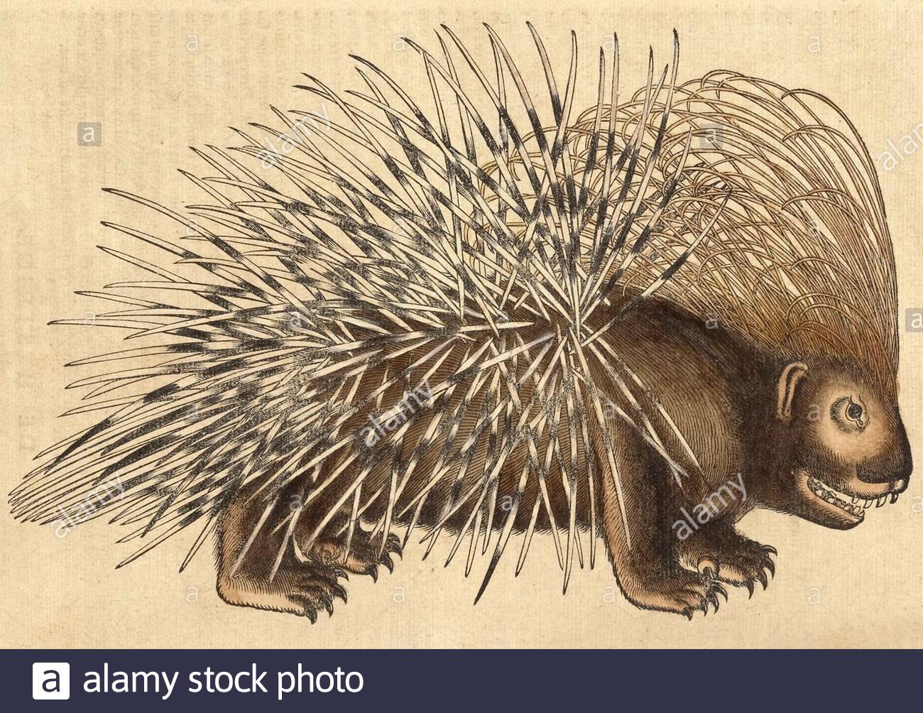 Porcupine, illustrazione d'epoca pubblicata nel 1551. Conrad Gessner. Foto Stock