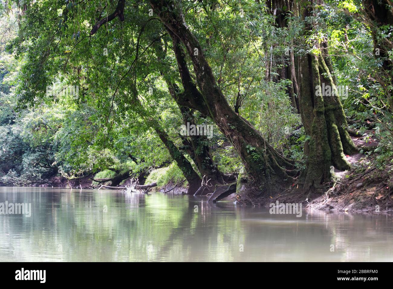 Paesaggio da sogno di un fiume tropicale circondato da una foresta lussureggiante. Rio Sarapiqui, Costa Rica. Foto Stock