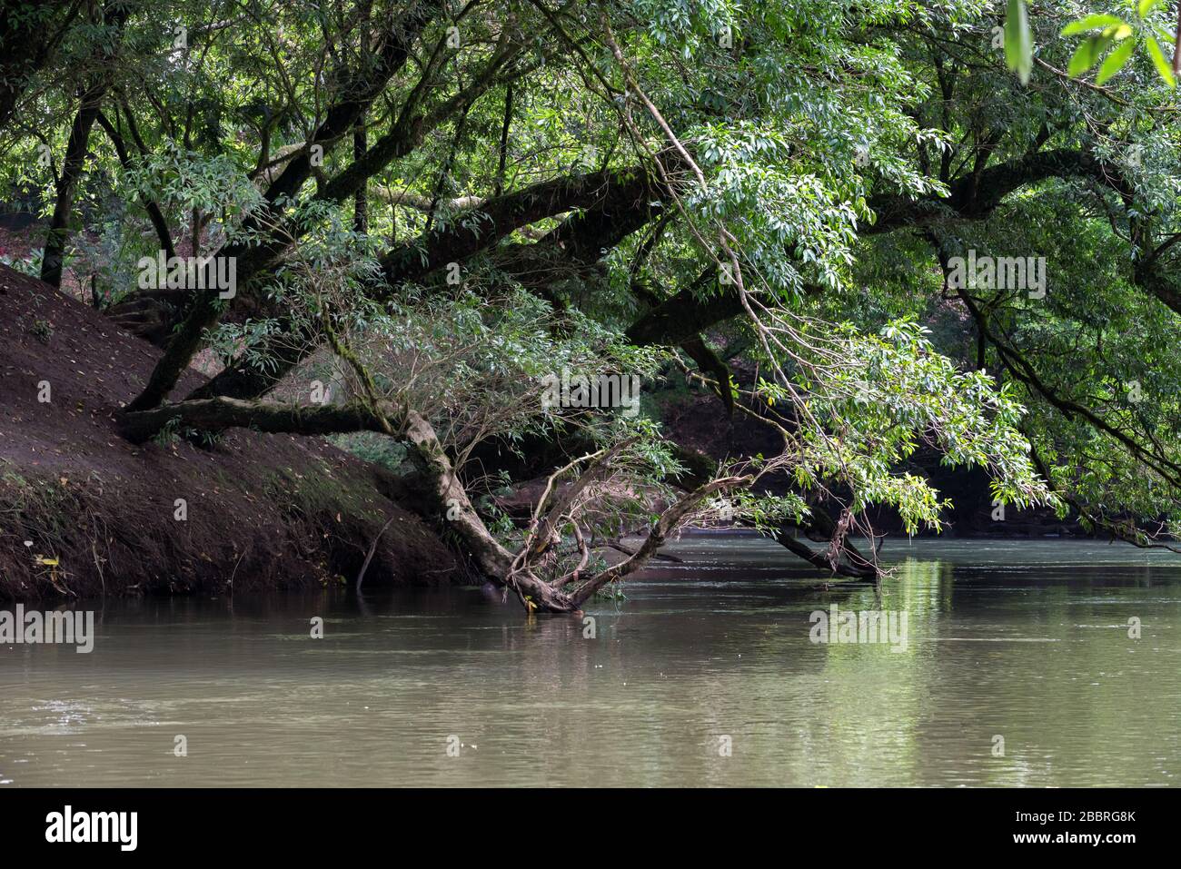 Paesaggio da sogno di un fiume tropicale circondato da una foresta lussureggiante. Rio Sarapiqui, Costa Rica. Foto Stock