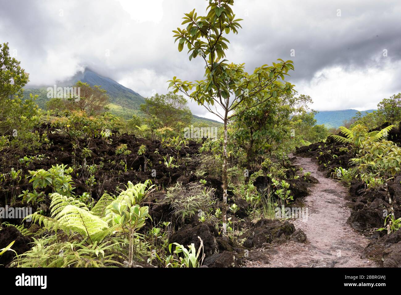 Sentiero di lava intorno al vulcano Arenal in Costa Rica. Concetto di rinascita della vegetazione dopo un'eruzione. Foto Stock