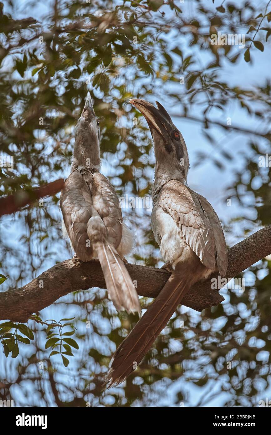 Una coppia di indiani Hornbill grigio su un albero. ( Ocyceros birostris ) Foto Stock