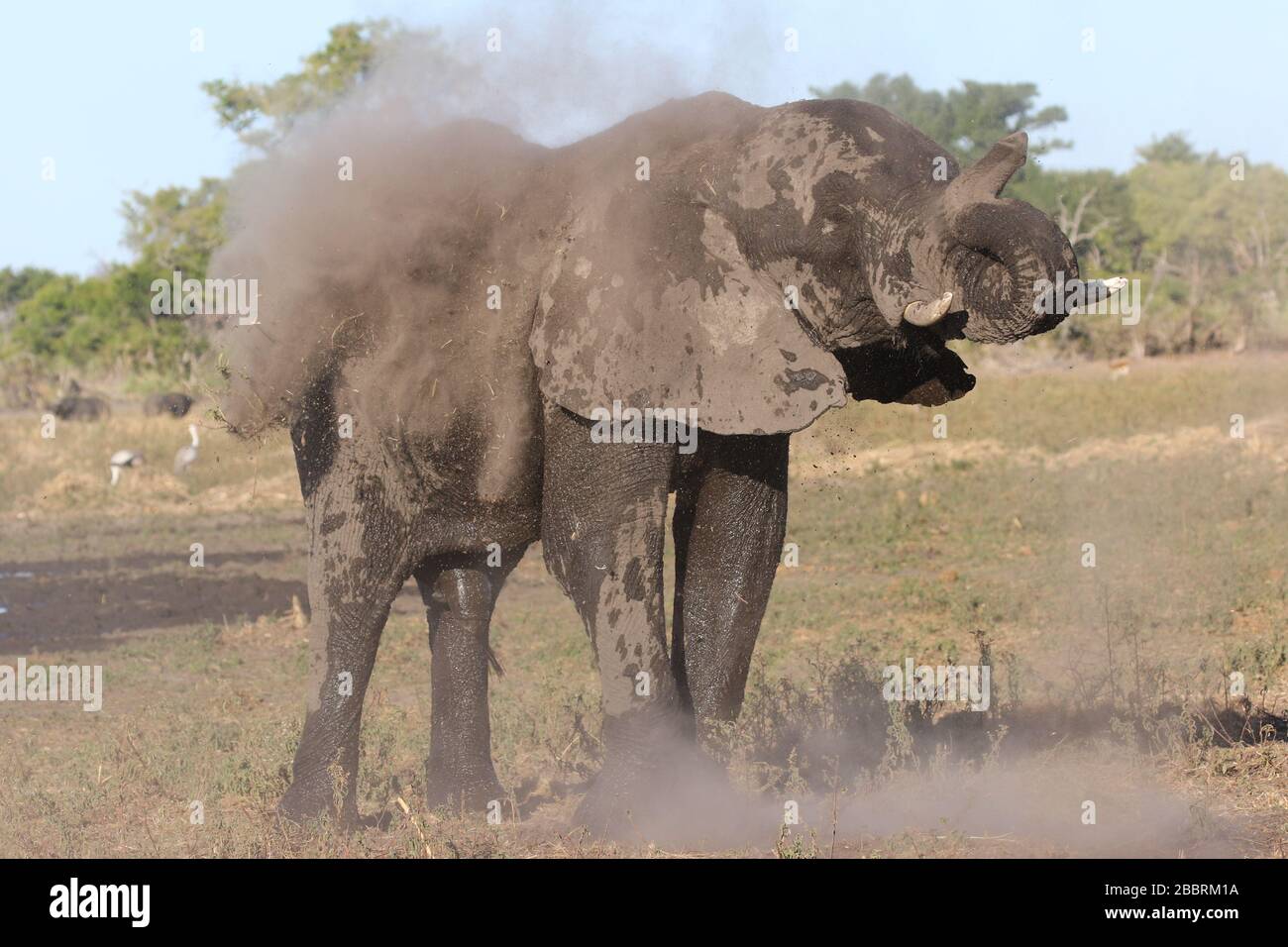 elefante fangoso Foto Stock