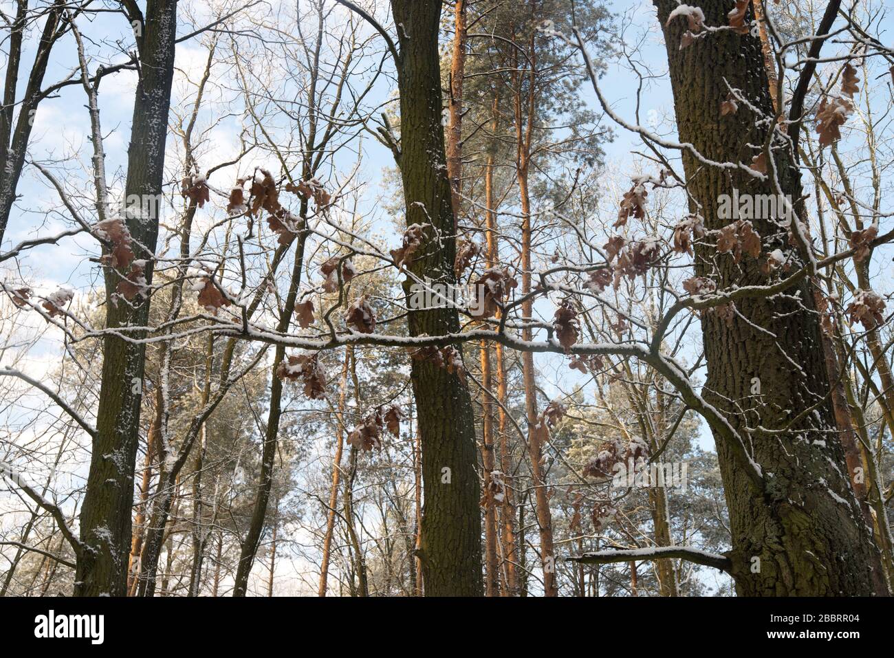rami di quercia coperti di neve nella foresta Foto Stock