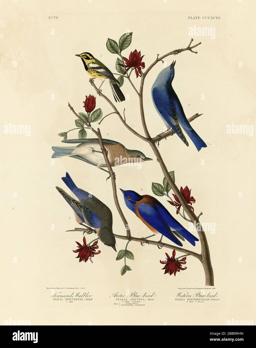 Placca 393 Townsend's Warbler, Arctic Blue-Bird (Mountain Bluebird), Western Blue-Bird - The Birds of America folio (1827–1839) di John James Audubon Foto Stock