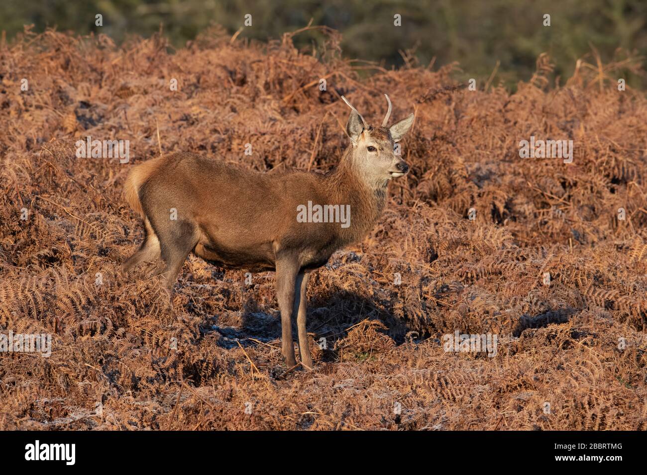 Giovani Red Deer cervo (Cervus elaphus) Foto Stock