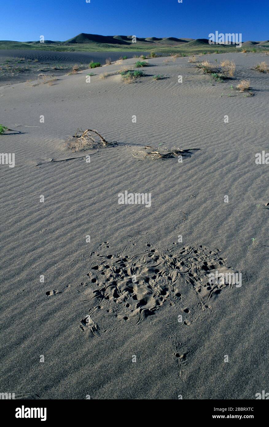 Dune Tracks, Bruneau Dunes state Park, Snake River Birds of Prey National Conservation Area, Idaho Foto Stock
