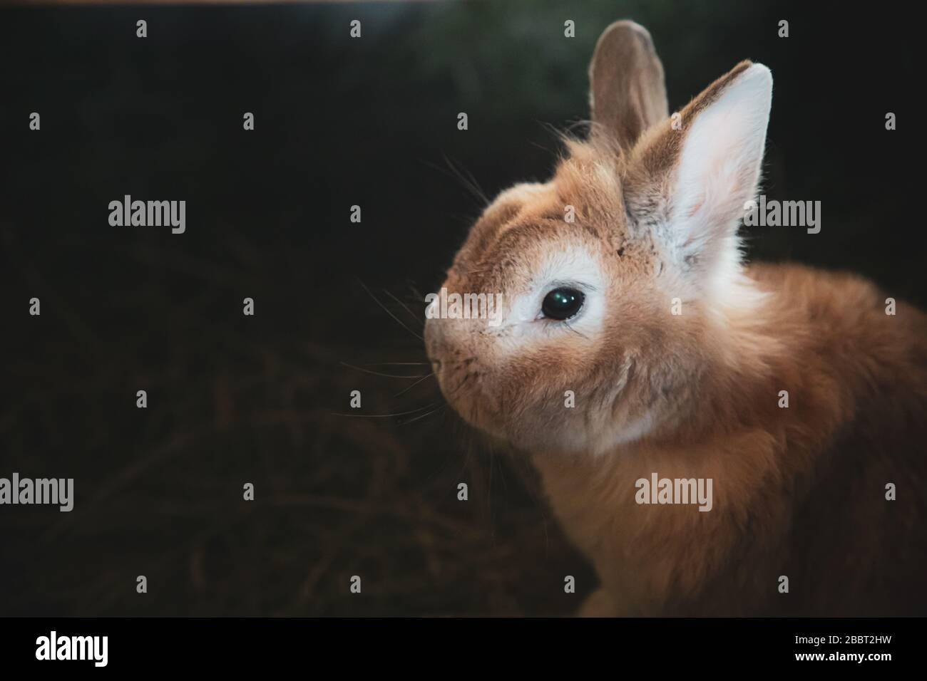 coniglietto marrone piccolo, domestico coniglio cucciolo di closup su sfondo scuro con spazio copia Foto Stock