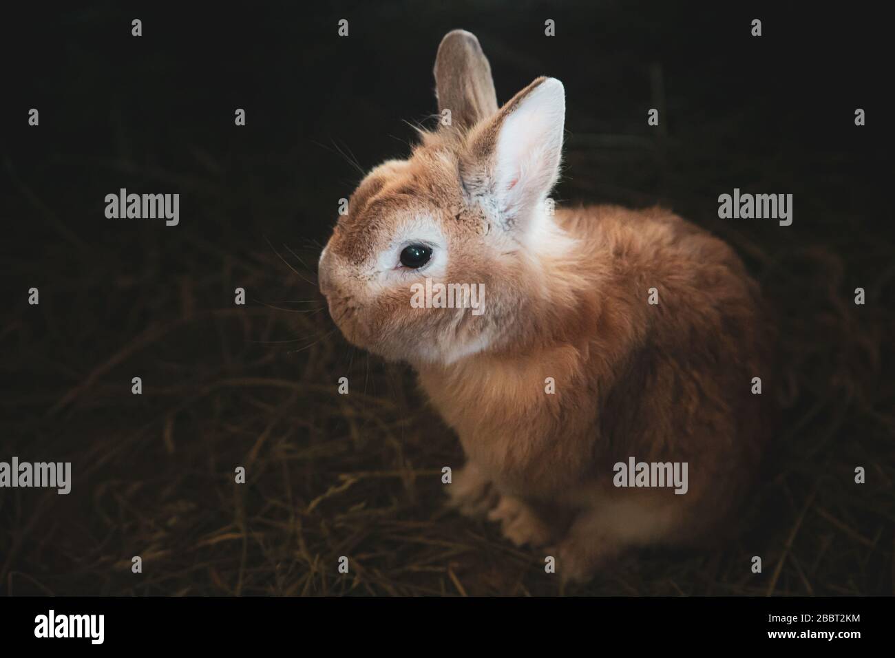 coniglietto marrone piccolo, domestico coniglio cucciolo di closup su sfondo scuro con spazio copia Foto Stock