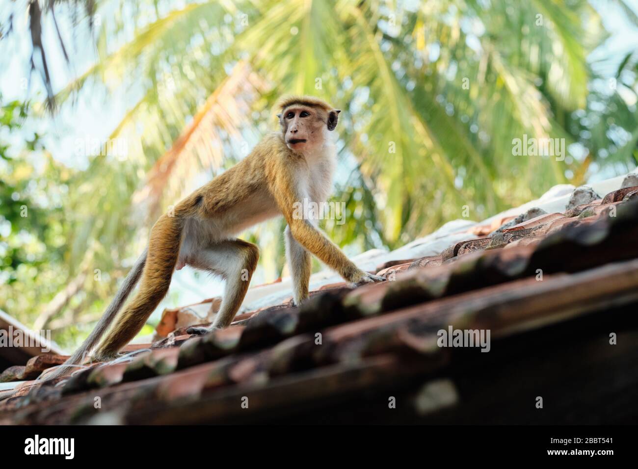 Cute Macaca Sinica Monkey sul tetto del rifugio Foto Stock