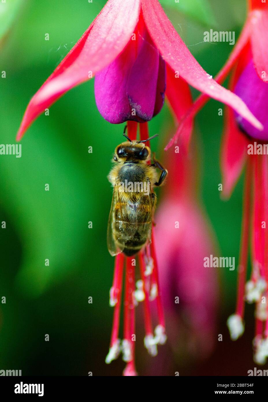 Polline di raccolta di api di miele da un fiore di fuchsia Foto Stock