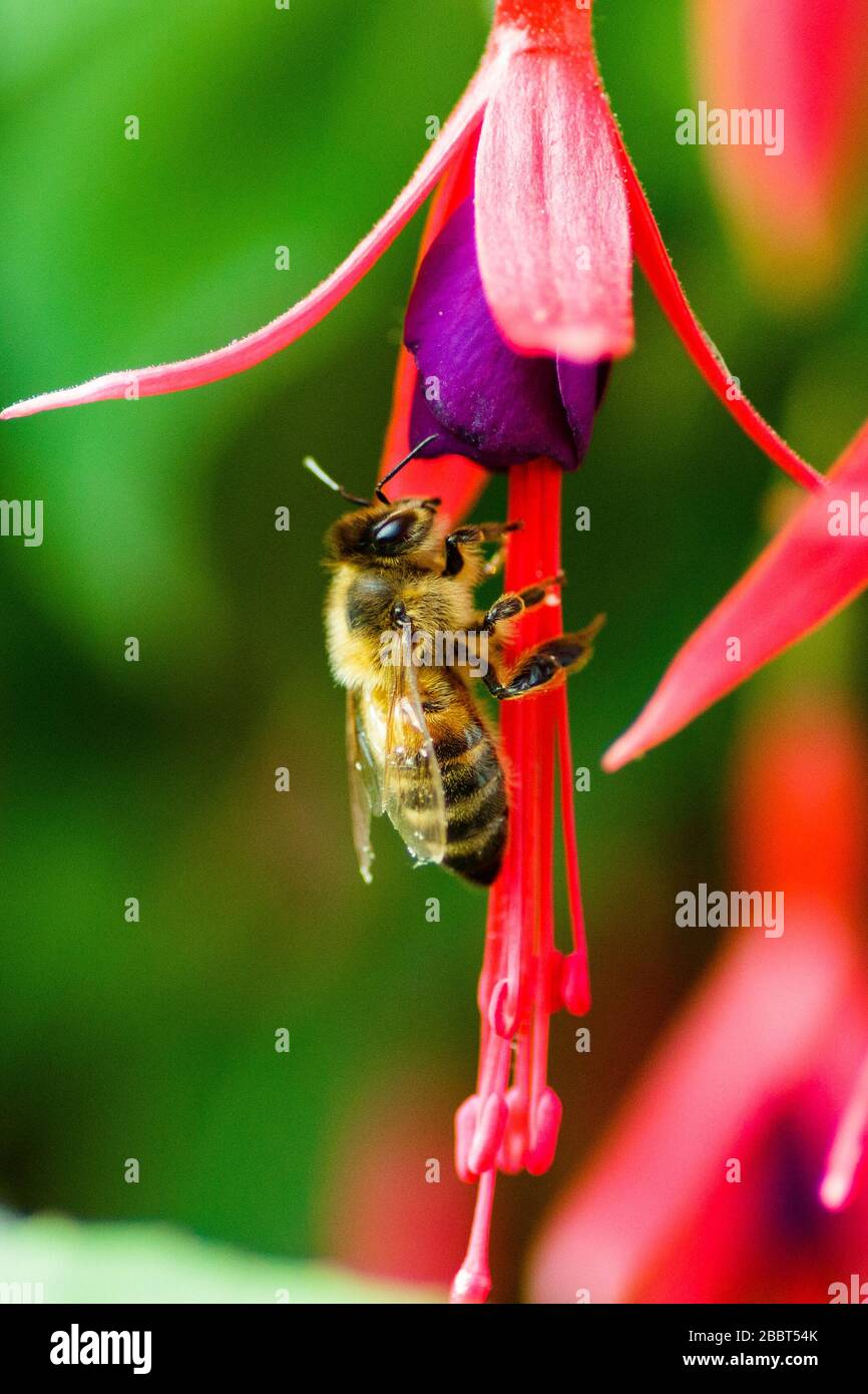 Polline di raccolta di api di miele da un fiore di fuchsia Foto Stock