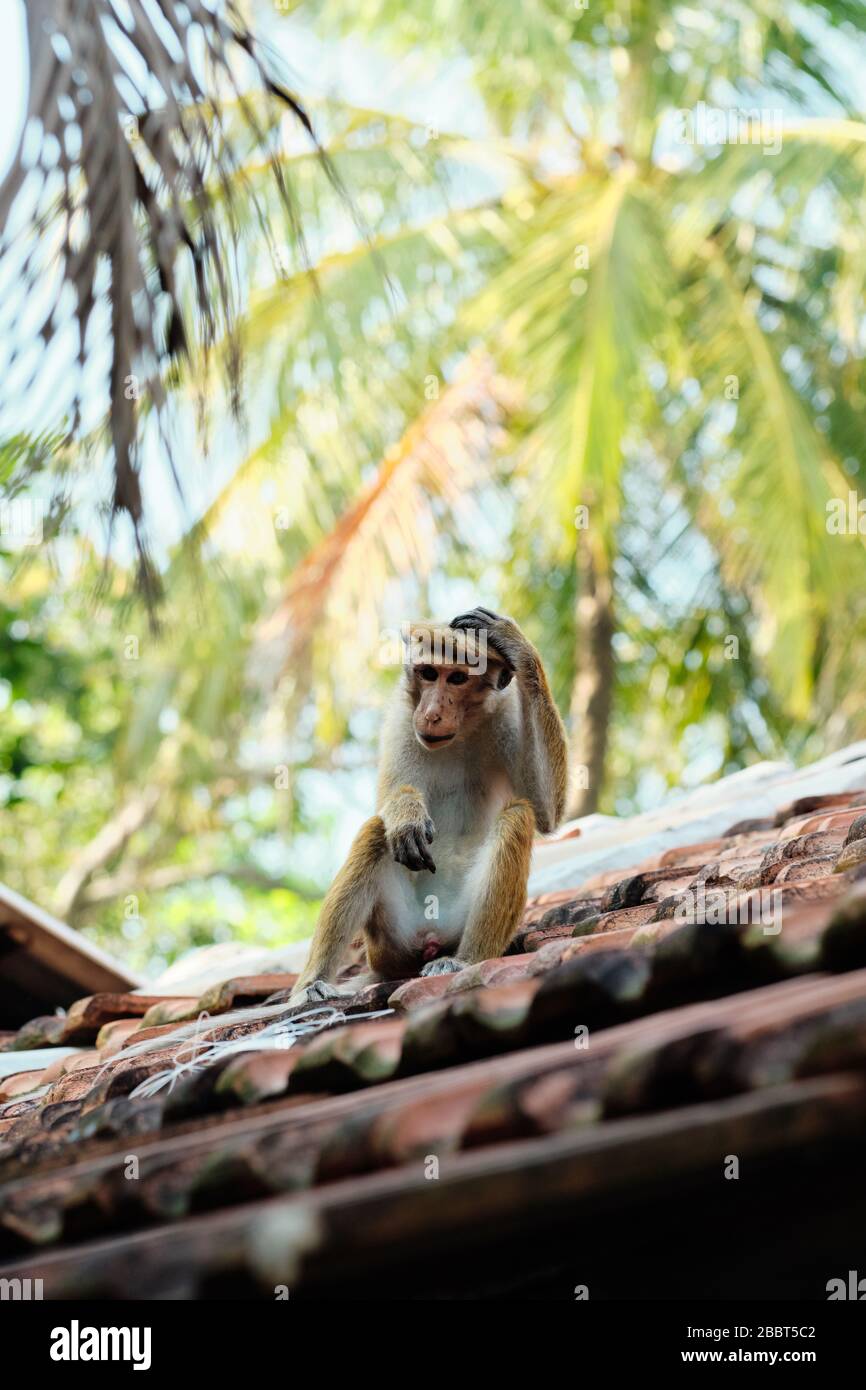 Cute Macaca Sinica Monkey sul tetto del rifugio Foto Stock