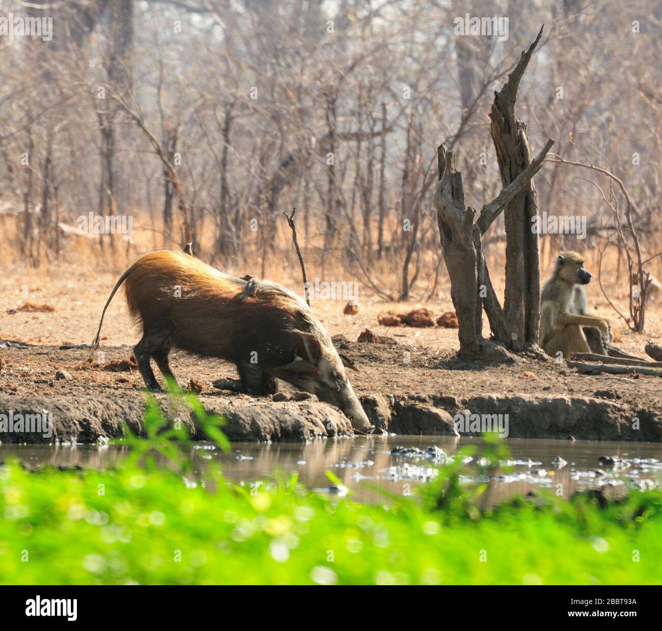 Selvaggio cespuglio di suini con oxpeckers in Africa Foto Stock