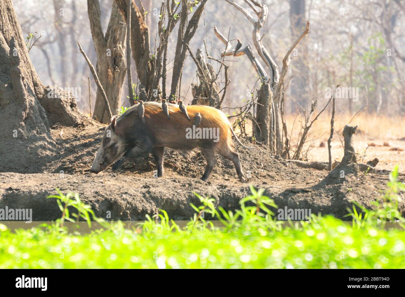 Selvaggio cespuglio di suini con oxpeckers in Africa Foto Stock