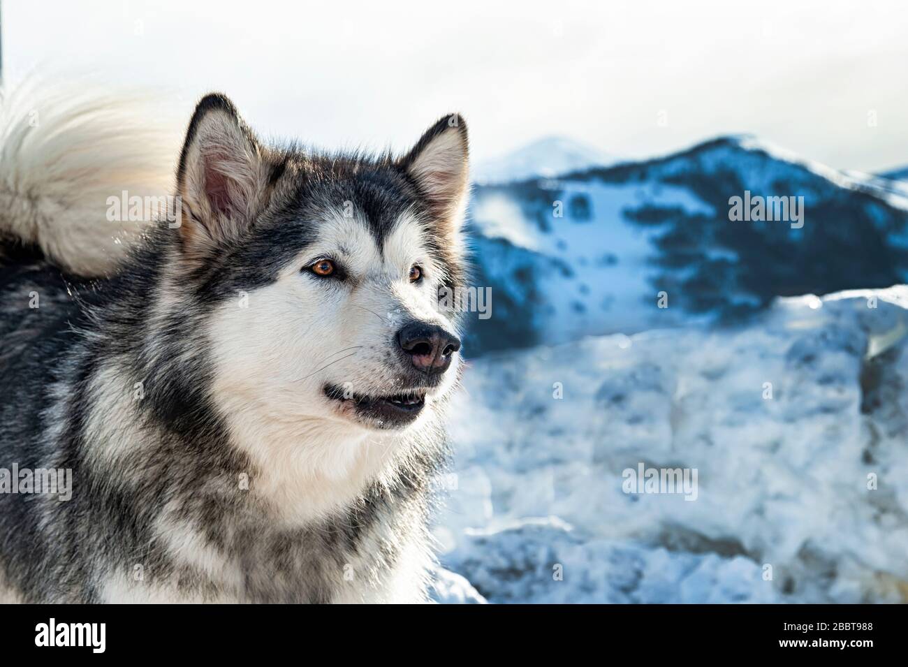 Primo piano di un Malamute dell'Alaska Foto Stock