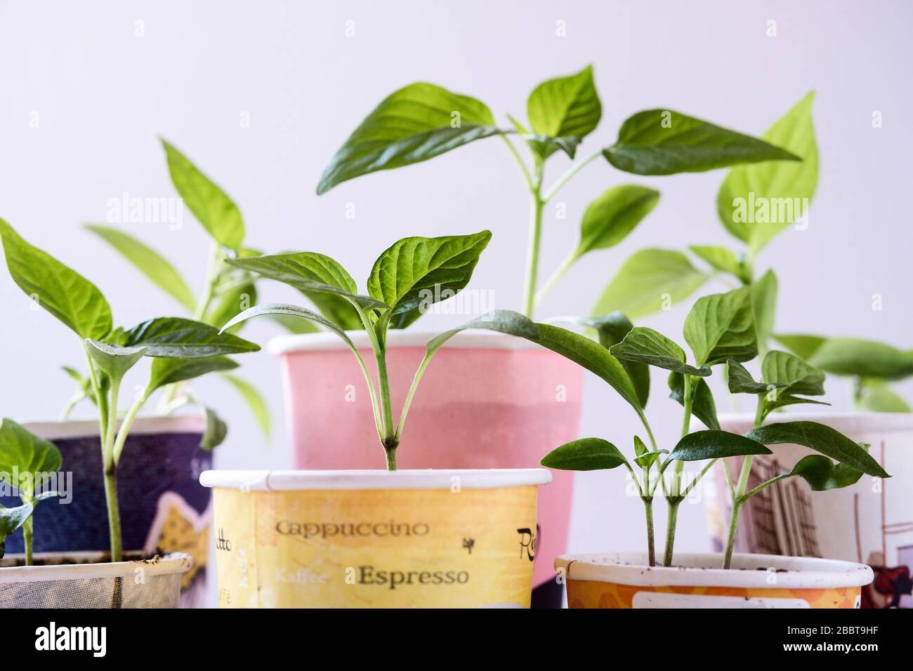 Gruppo di tazze monouso in cartone con piante Foto Stock