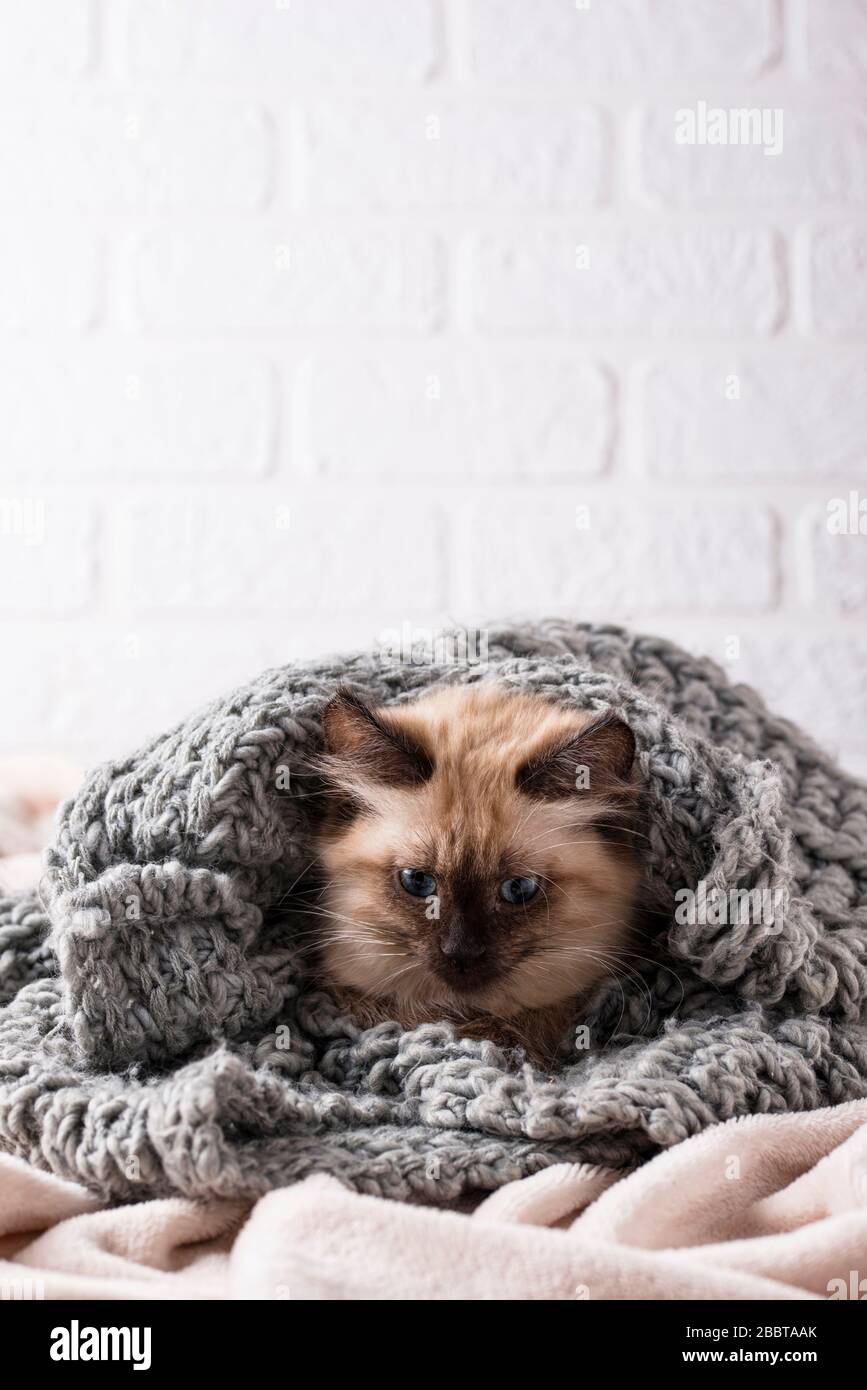 Poco divertente gattino sulla maglia di plaid Foto Stock