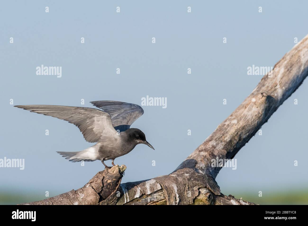 Black Tern (Chlidonias niger) arroccato sul ramo. Nemunas Delta. Lituania. Foto Stock