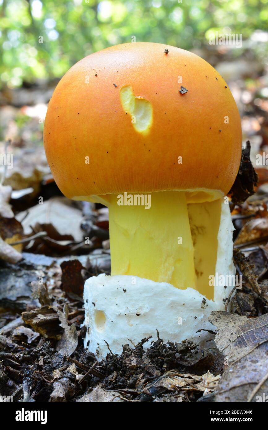 Bellissimo esemplare di giovane, non completamente sviluppato Amanita caesarea o di Caesar's fungo, uno dei più deliziosi funghi commestibili selvatici in hab naturale Foto Stock