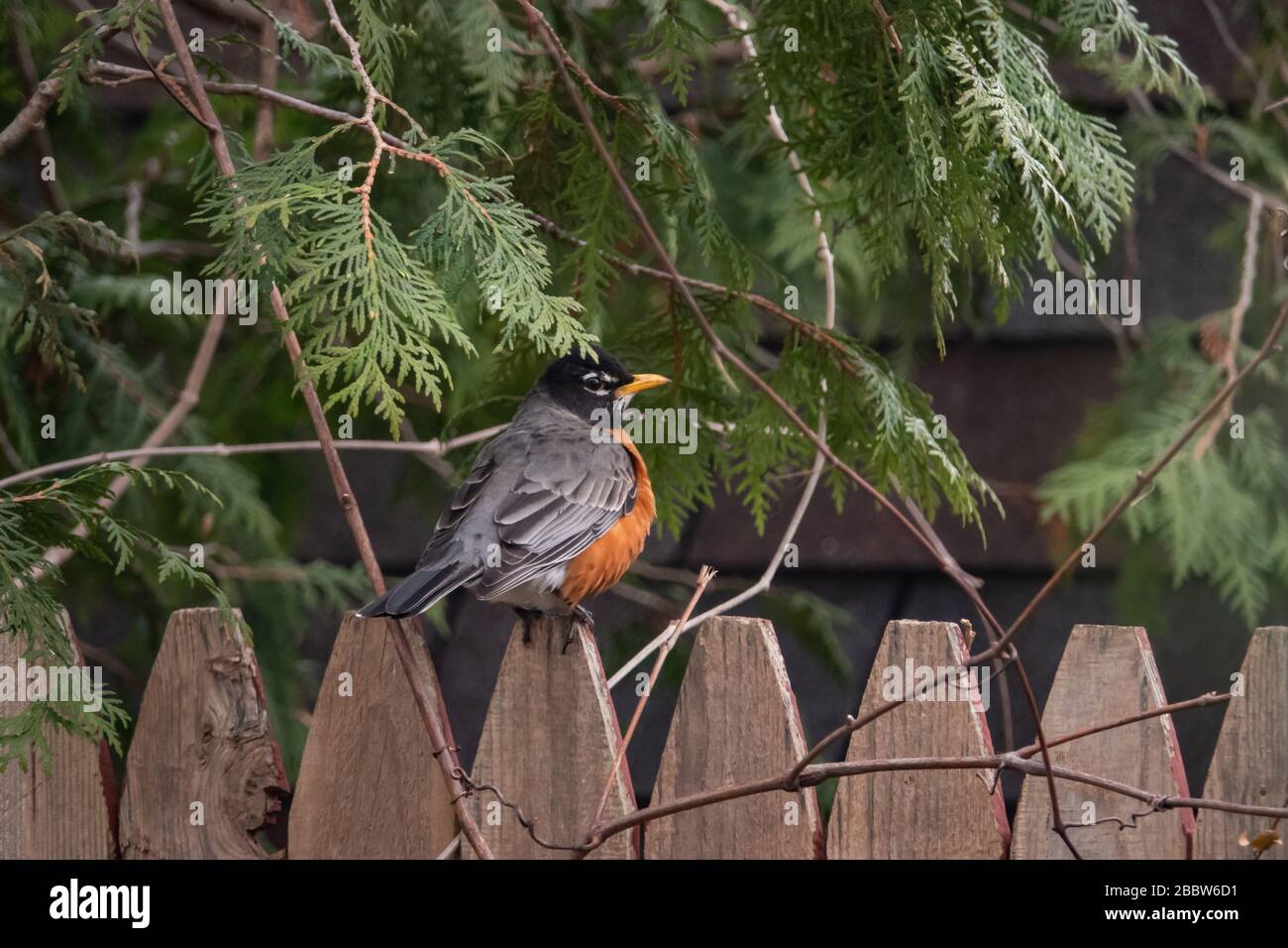 American Robin on Fence in Springtime Foto Stock