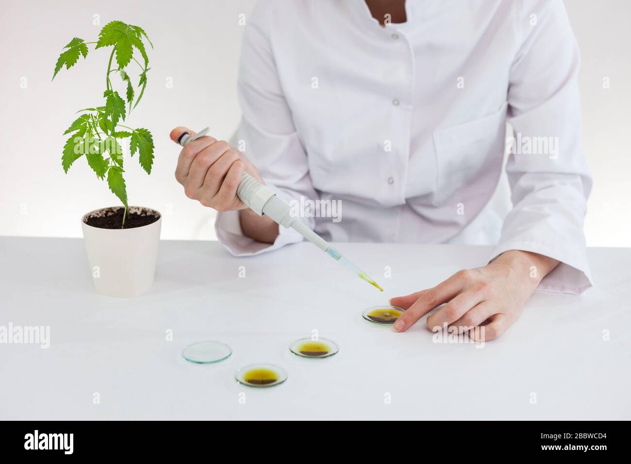 Primo piano di uno scienziato femminile con un bicchiere che prova l'olio cbd estratto da una pianta di marijuana su un vetro da orologio. Farmacia sanitaria da canna medico Foto Stock